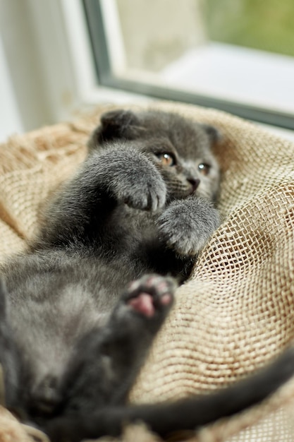 Nettes kleines schottisches britisches graues Kätzchen auf dem Korb zu Hause lustige Katze