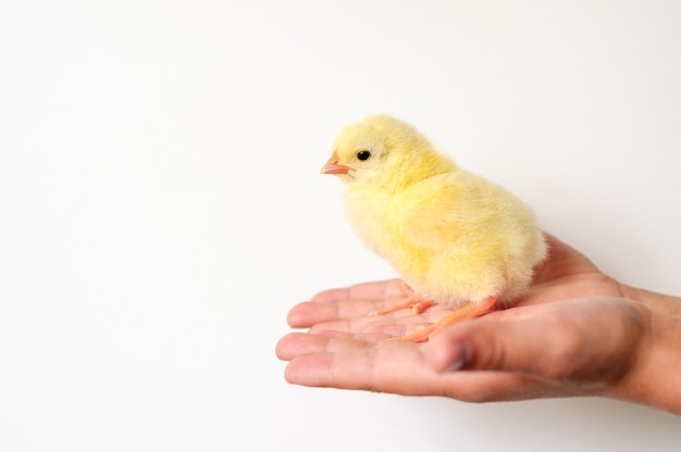 Nettes kleines winziges neugeborenes gelbes Babyküken in der Hand des Kindes auf weißem Hintergrund