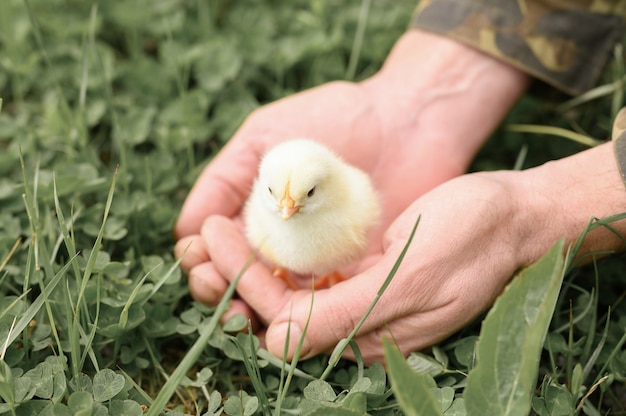 Nettes kleines winziges neugeborenes gelbes Küken in den männlichen Händen des Bauern auf grüner Grasoberfläche