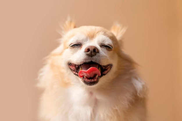 Nettes Lächeln Chihuahua braune Farbe Glück Freund Schoßhund mit braunem Farbhintergrund
