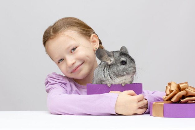 Nettes lächelndes kleines Mädchen hält lustige graue Chinchilla über grauem Hintergrund. Haustier vorhanden