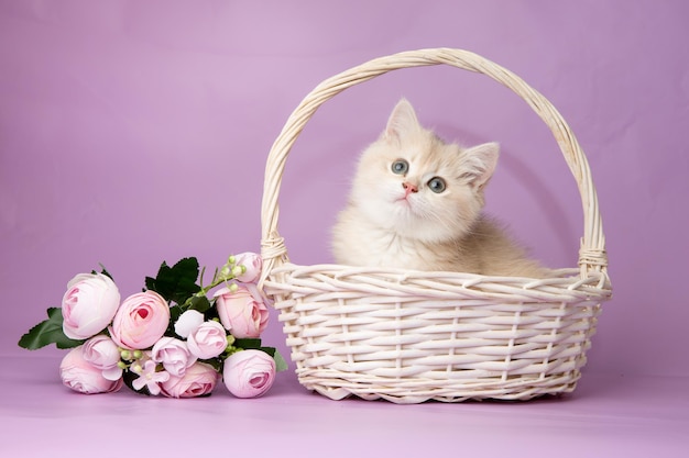 Nettes lustiges kleines Kätzchen in einem Korb mit Blumen auf einem purpurroten Hintergrund