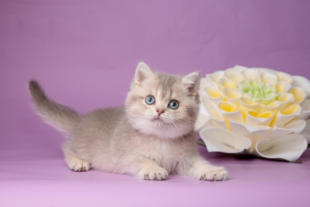 Nettes lustiges kleines Kätzchen mit einer Blume auf einem purpurroten Hintergrund