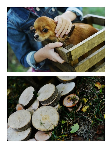 Nettes Mädchen mit einem Hund