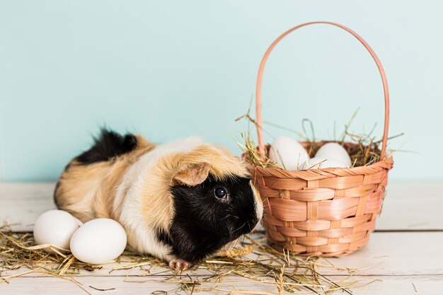 Nettes Meerschweinchen neben einem strohrosa Korb gefüllt mit Ostereiern und Heu über einem Holztisch mit blauem Hintergrund