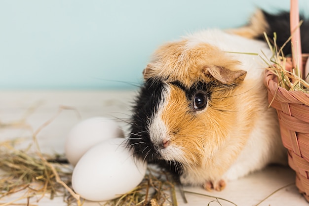 Nettes Meerschweinchen neben einem strohrosa Korb gefüllt mit Ostereiern und Heu über einem Holztisch mit blauem Hintergrund