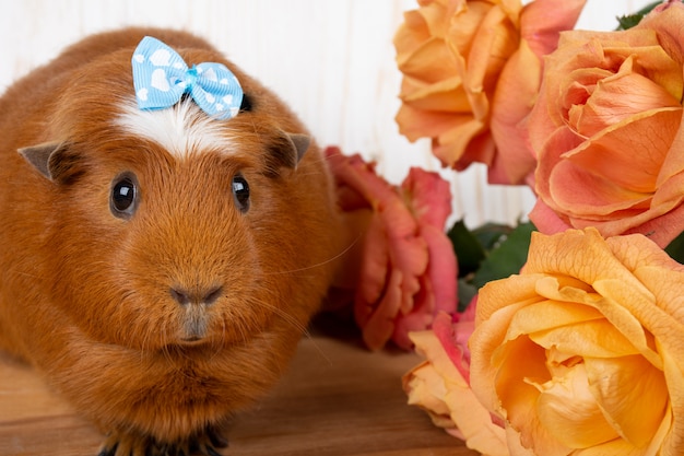 Nettes Meerschweinchen und Rosen