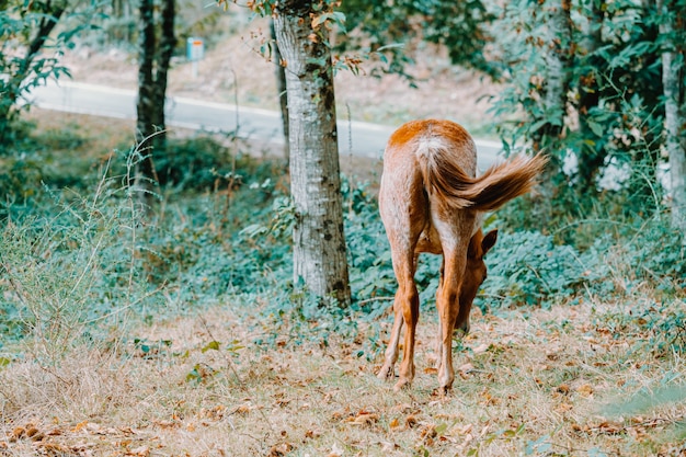 Nettes Pferd, das Gras während des Herbstes isst