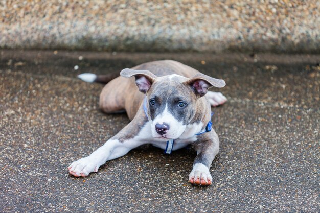 Nettes Pitbull-Hundelegen