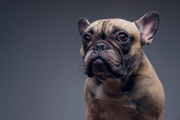 Nettes Pugporträt, das im grauen Hintergrund sitzt.