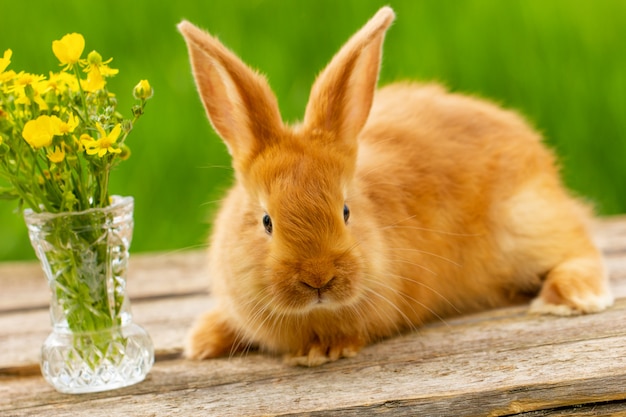 Nettes rotes kaninchen, das auf einem grünen natürlichen hintergrund, frühlingsstimmung sitzt.