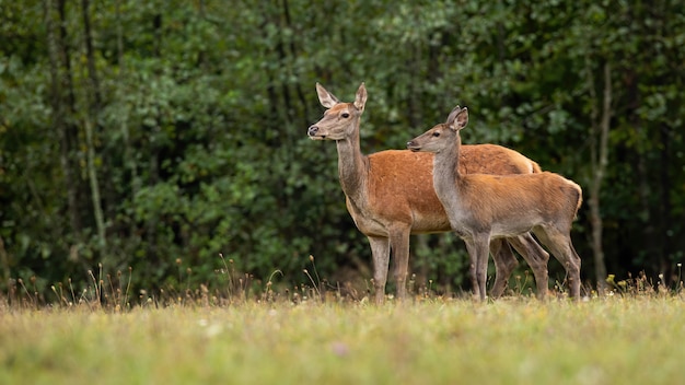 Nettes Rotwild in der Natur, die beiseite schaut