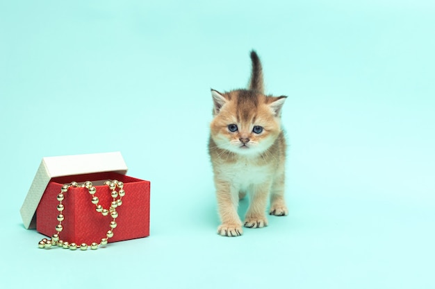 Nettes schottisches Falzkätzchen ein Monat altes flauschiges goldenes mit Geschenkbox auf Minzoberfläche