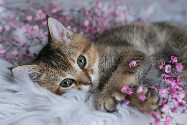 Nettes schottisches gerades Kätzchen und rosa Blumen auf einer weißen Decke