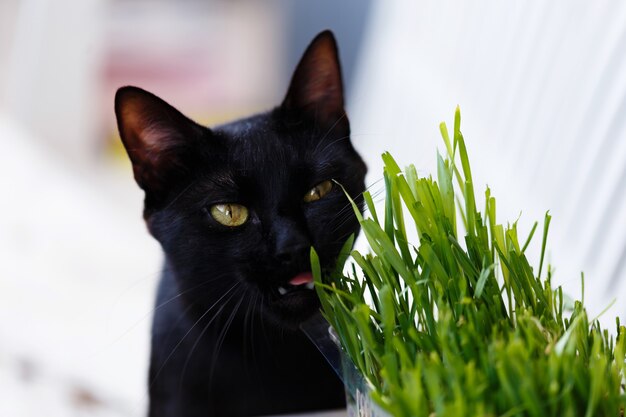 Nettes schwarzes Kätzchen, das spezielles Gras für Katzen isst.