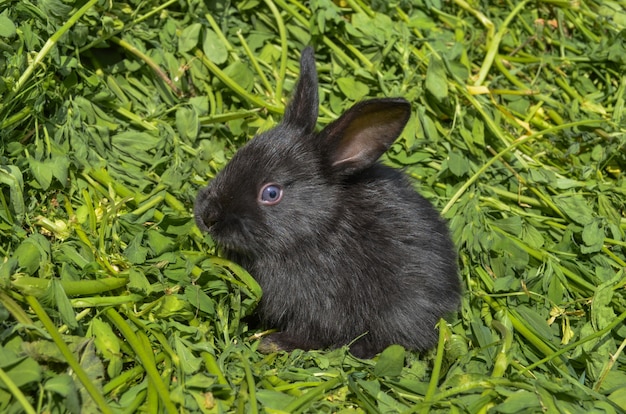 Nettes schwarzes Kaninchen