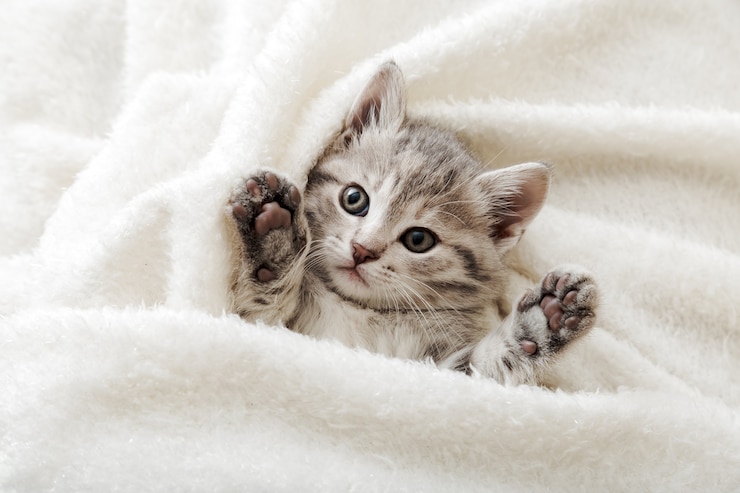 Foto nettes tabby-kätzchenporträt mit pfoten, die auf weißer weicher decke schlafen