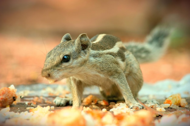 Nettes und entzückendes Eichhörnchen aus den Grund