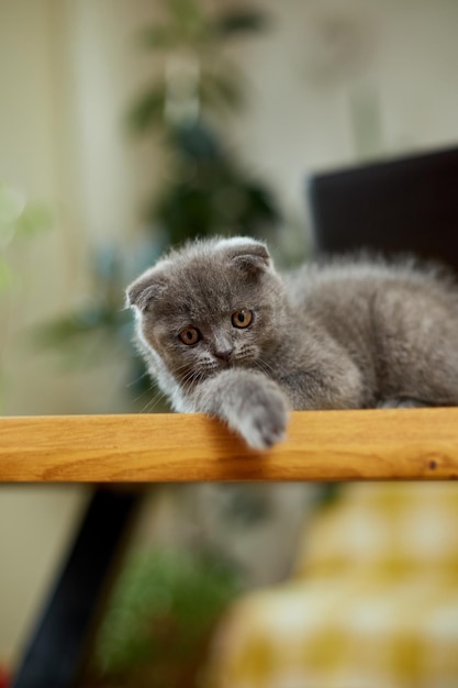Nettes verspieltes schottisches graues Kätzchen auf Holztischarbeitsplatz