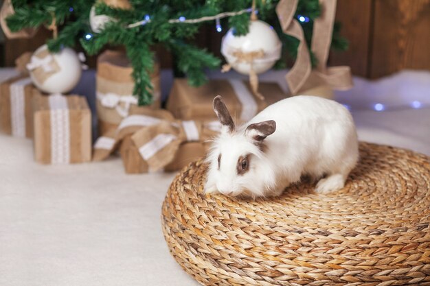 Nettes weißes Kaninchen, Hase mit festlich geschmücktem Tannenbaum. Frohes Winterferienkonzept. Speicherplatz kopieren