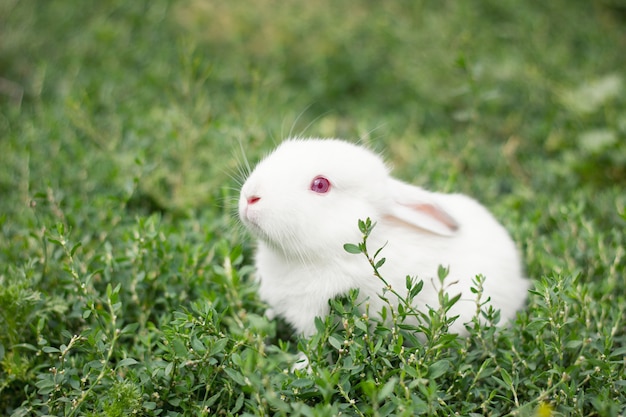 Nettes weißes Kaninchen im grünen Gras