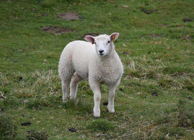 Nettes weißes Lamm mit kleinen rosa Ohren, die auf einer Wiese stehen.