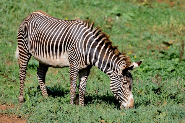 Nettes Zebra, das auf dem Gebiet weiden lässt