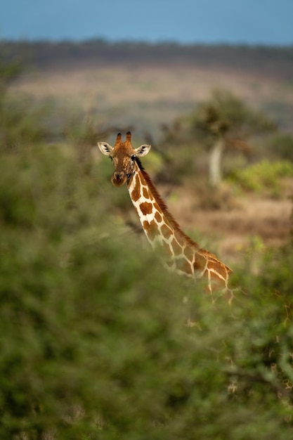 Foto netzförmige giraffen stehen umgeben von dicken büschen