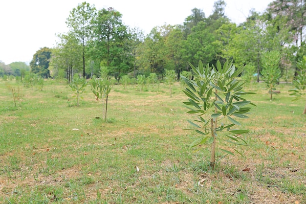 Neu gepflanzte Bäume in Reihe im Garten