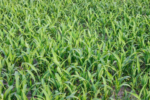 Neu gepflanztes junges Maisgras, das auf dem Feld wächst