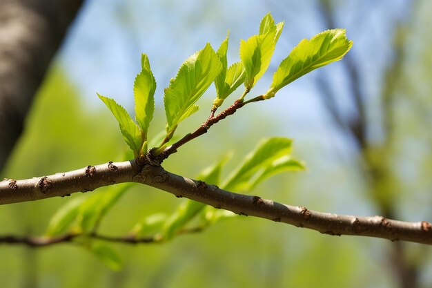 Foto neue blätter sprießen im sideview-baum