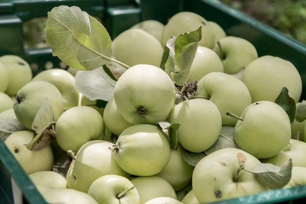 Neue Ernte der frühen Apfelsorte bilyi nalyv belyi naliv in der Ukraine