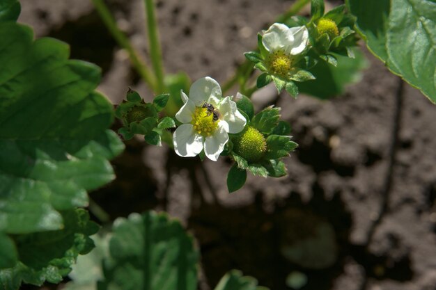 Neue Frühlingstriebe von Erdbeeren mit Blumen und zukünftigen Beeren in der Nähe im Garten