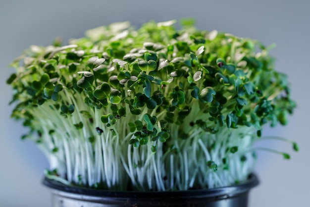 Neue Lebenspflanze Nahaufnahme von Basilikum-Mikrogrünen, die Arugula-Sprossen keimen