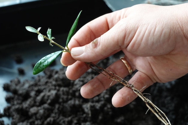 Foto neue olivenbaumpflanze durch stecklinge olivenzweig mit wurzel vermehren pflanzen