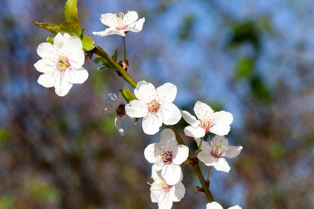 Neue weiße Blütenblätter auf den Zweigen eines Baumes im Frühjahr, Nahaufnahme