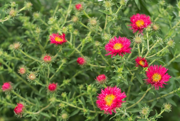 Neuengland-Aster Andenken an Alma Potschke 2