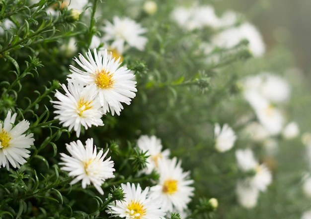 Neuengland-Aster Andenken an Alma Potschke