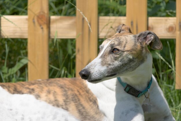 Foto neuer holzzaun und langes gras hinter einem gesunden haustier-greyhound-hund, der nach links schaut