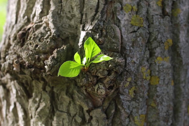 Neues Blatt am Baum