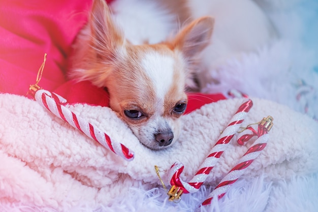 Neues Jahr, Weihnachten und Haustier. Ein weißer Chihuahua-Hund liegt auf einer Decke.