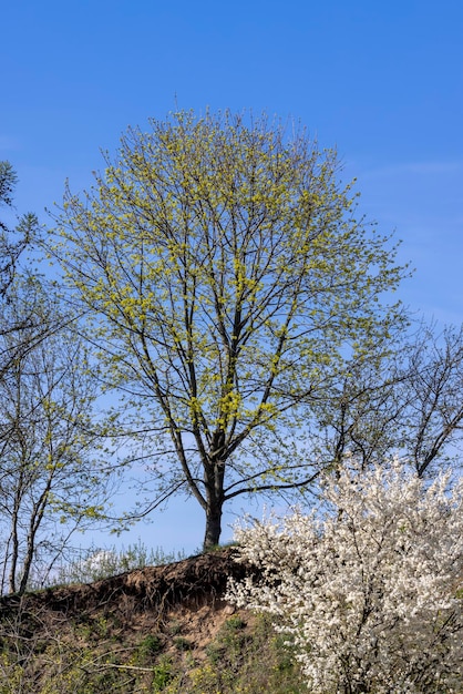 Neues junges Laub der Ahorne im Frühjahr