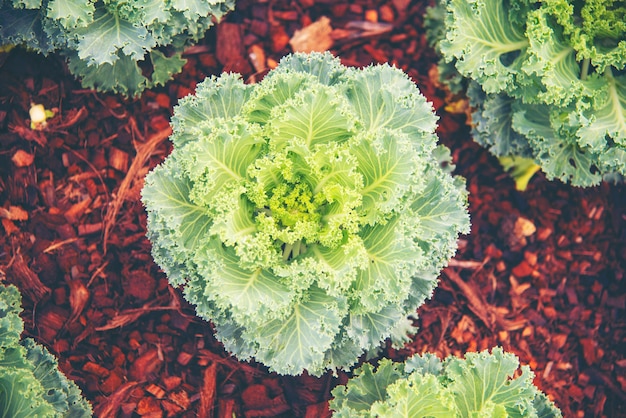 Neues Lebenskonzept, Pflanzensaat in der Natur