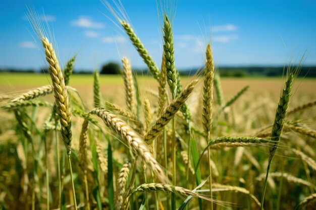 Neugebauerter Weizen auf einem Feld