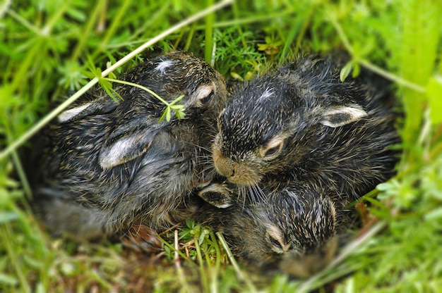 Foto neugeborene babyhasen im gras