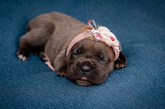 Foto neugeborene cane corso welpen formentino-farbe cane corse welpen sind zwei wochen alt neugeboren