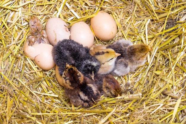 Neugeborene Hühner auf einem Strohnest in einer Farm