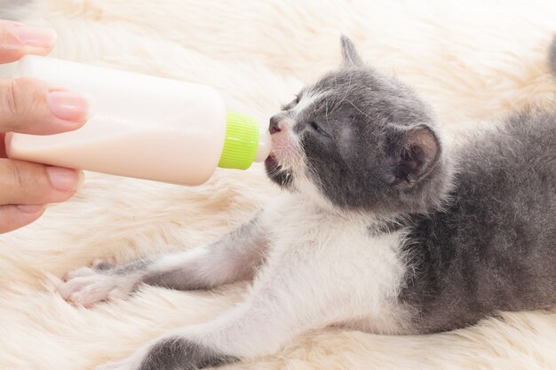 Neugeborene Katze trinkt Milch aus der Flasche