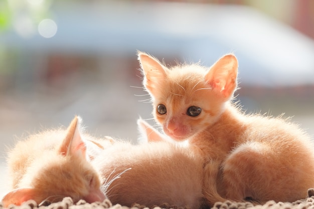 Neugeborene Katzen