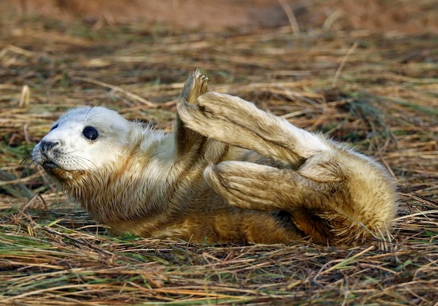 Neugeborene Kegelrobbenwelpen am Strand